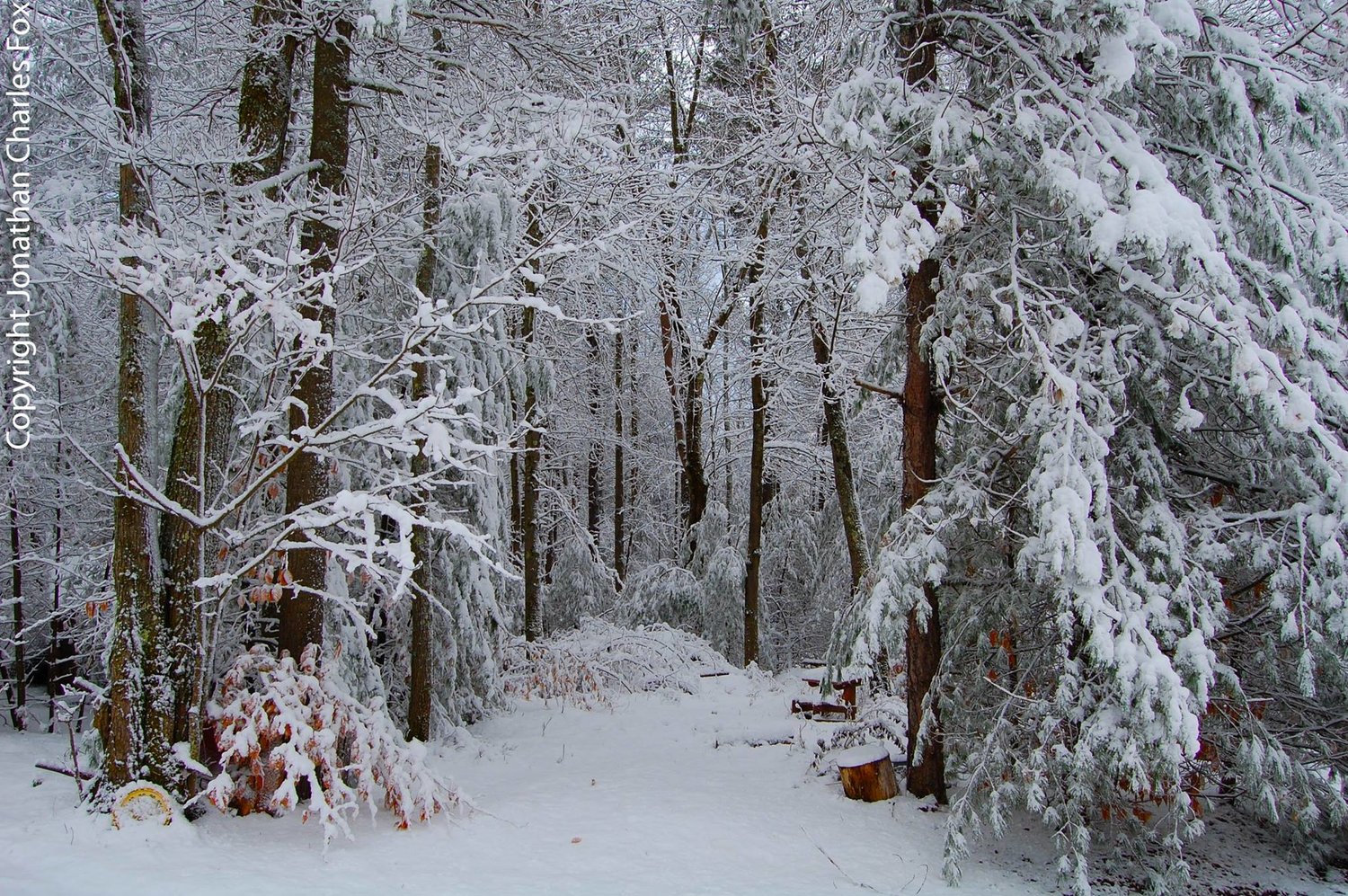 I love photographing it early on here at Camp Fox, when the snowfall is still magical, and pretty, and fun.